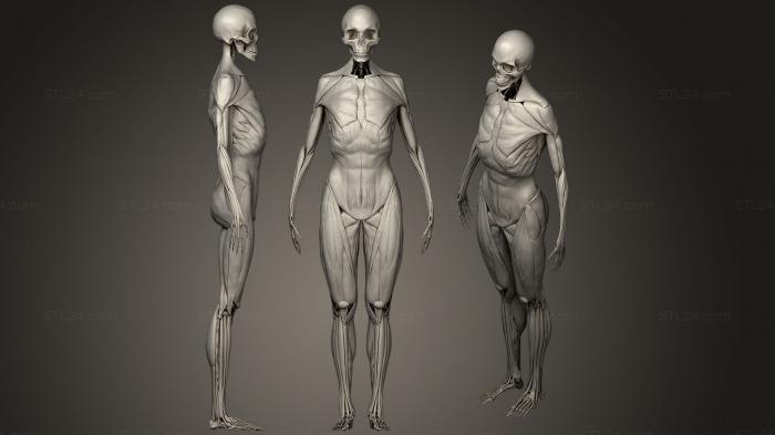 Анатомия скелеты и черепа (Анатомия женщины, ANTM_0214) 3D модель для ЧПУ станка